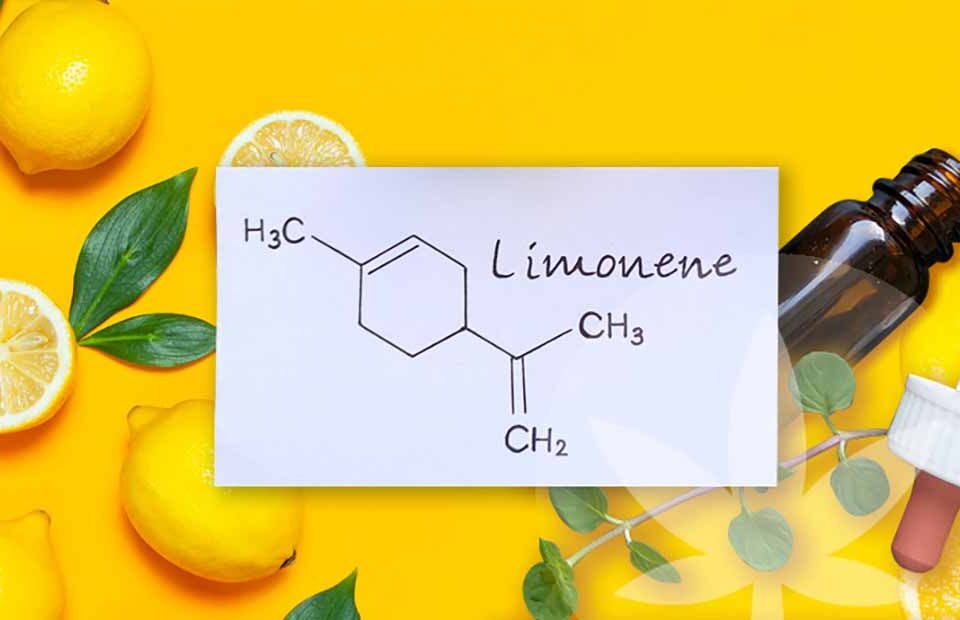 terpenos limoneno